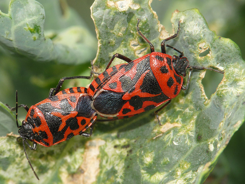 Pentatomidae: Eurydema ventralis